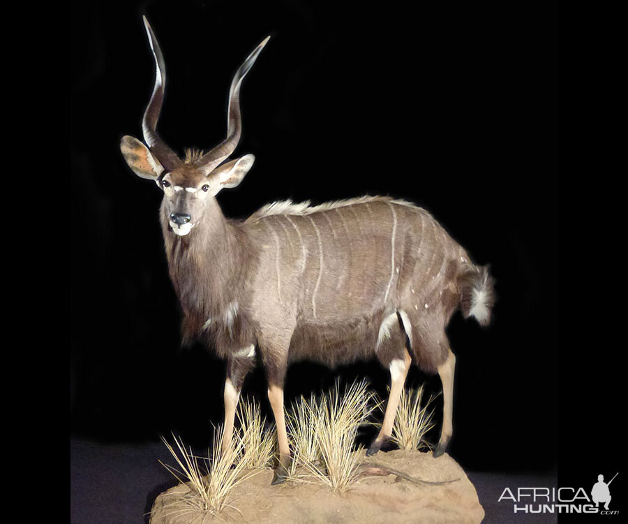 Nyala Full Mount Taxidermy