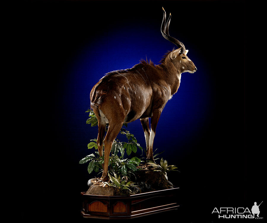 Nyala Full Mount Taxidermy