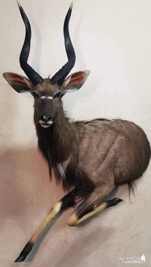 Nyala Half Mount Taxidermy