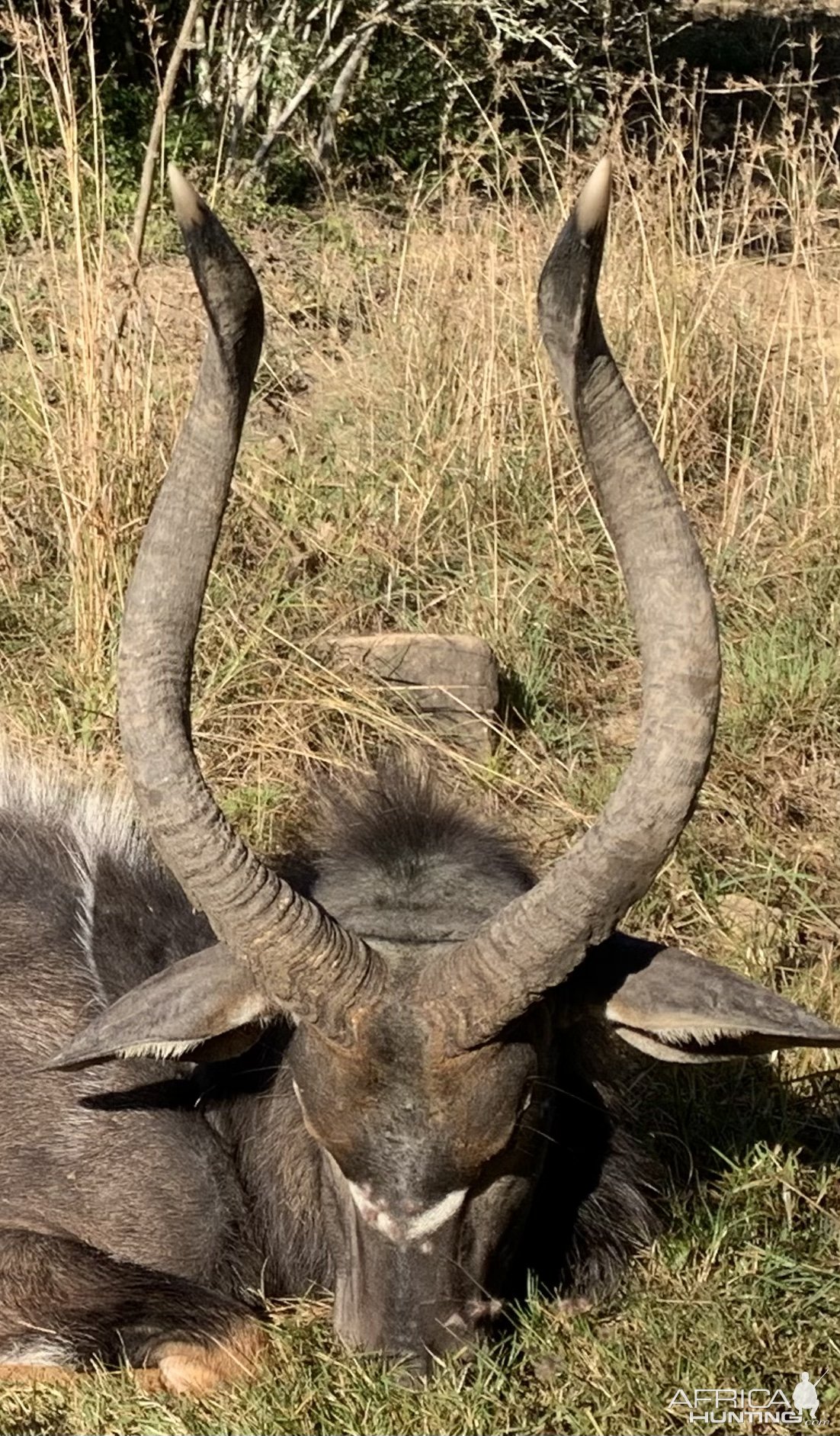 Nyala Hunt Eastern Cape South Africa