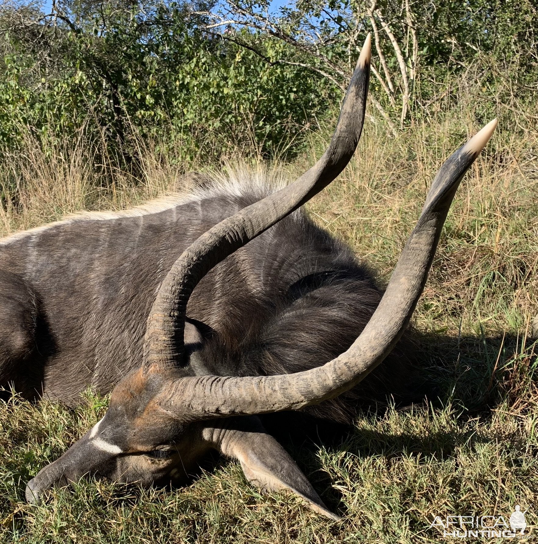 Nyala Hunt Eastern Cape South Africa