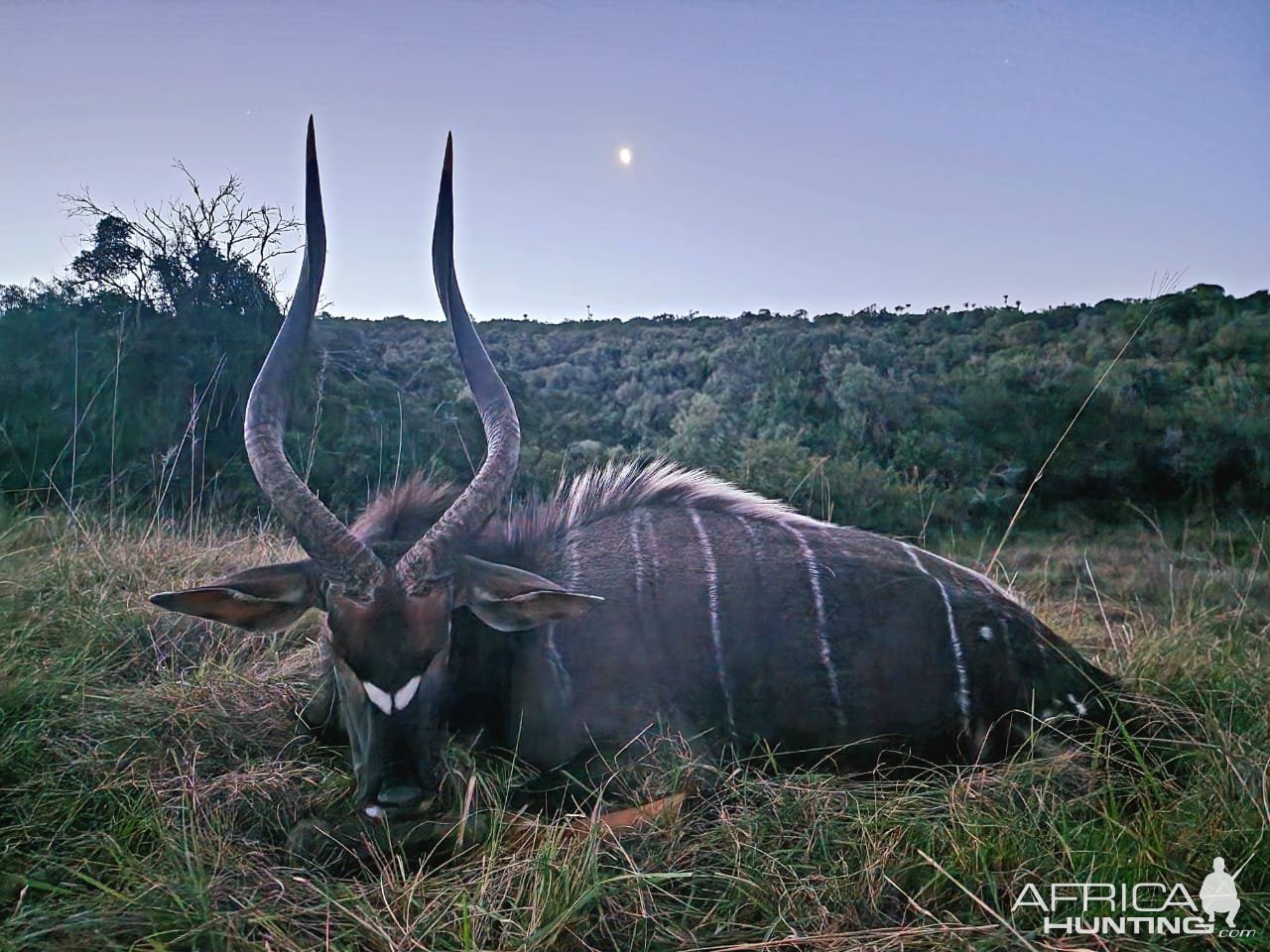 Nyala Hunt Eastern Cape South Africa