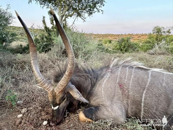 Nyala Hunt Karoo South Africa