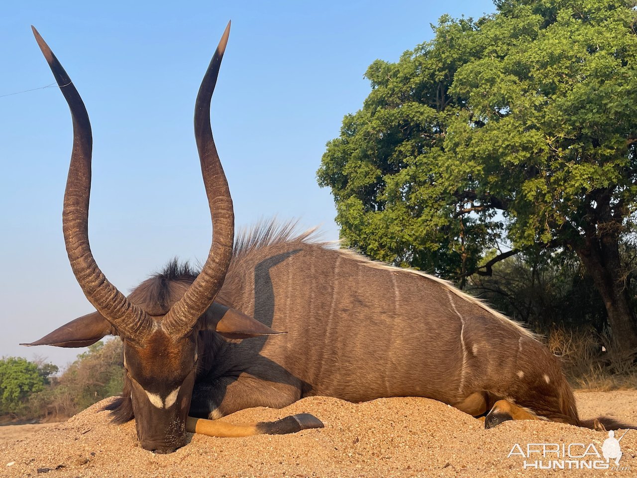 Nyala Hunt Mozambique