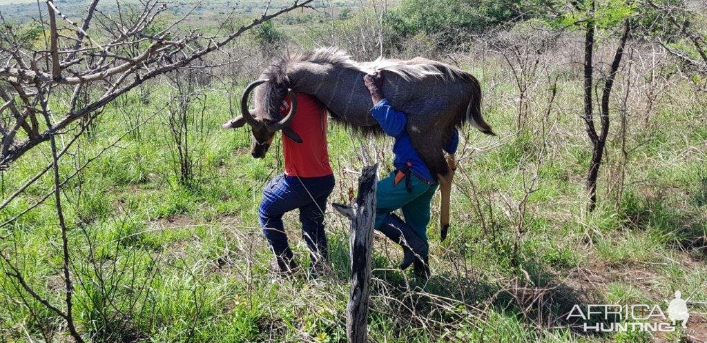 Nyala Hunt South Africa