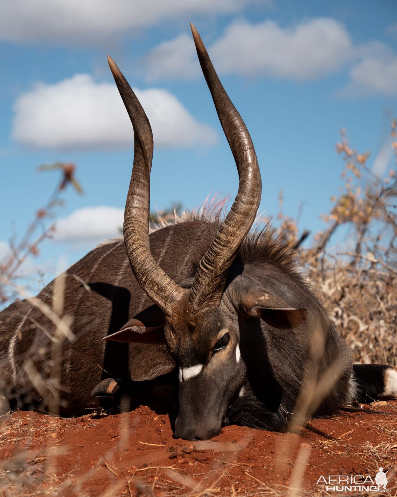 Nyala Hunt South Africa