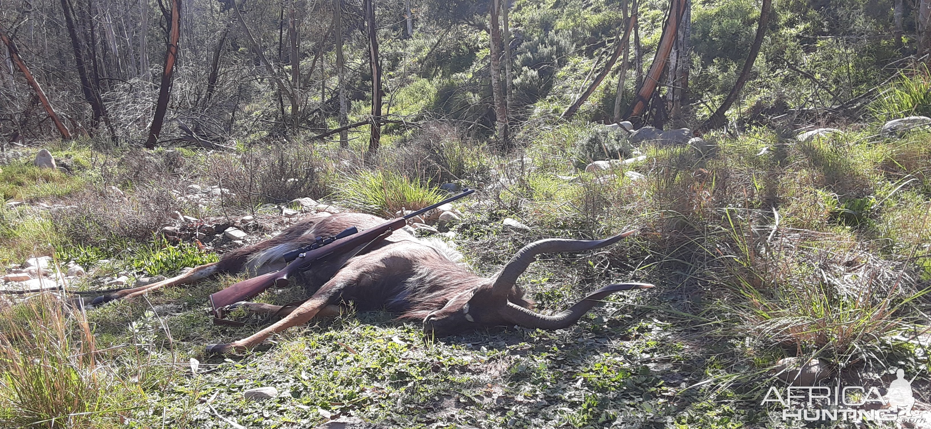 Nyala Hunt South Africa