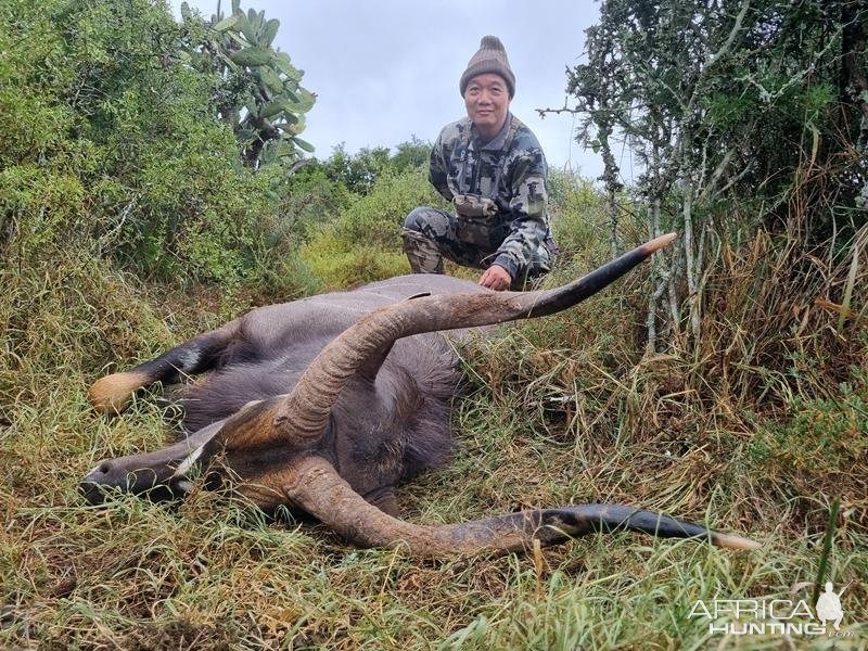 Nyala Hunt South Africa