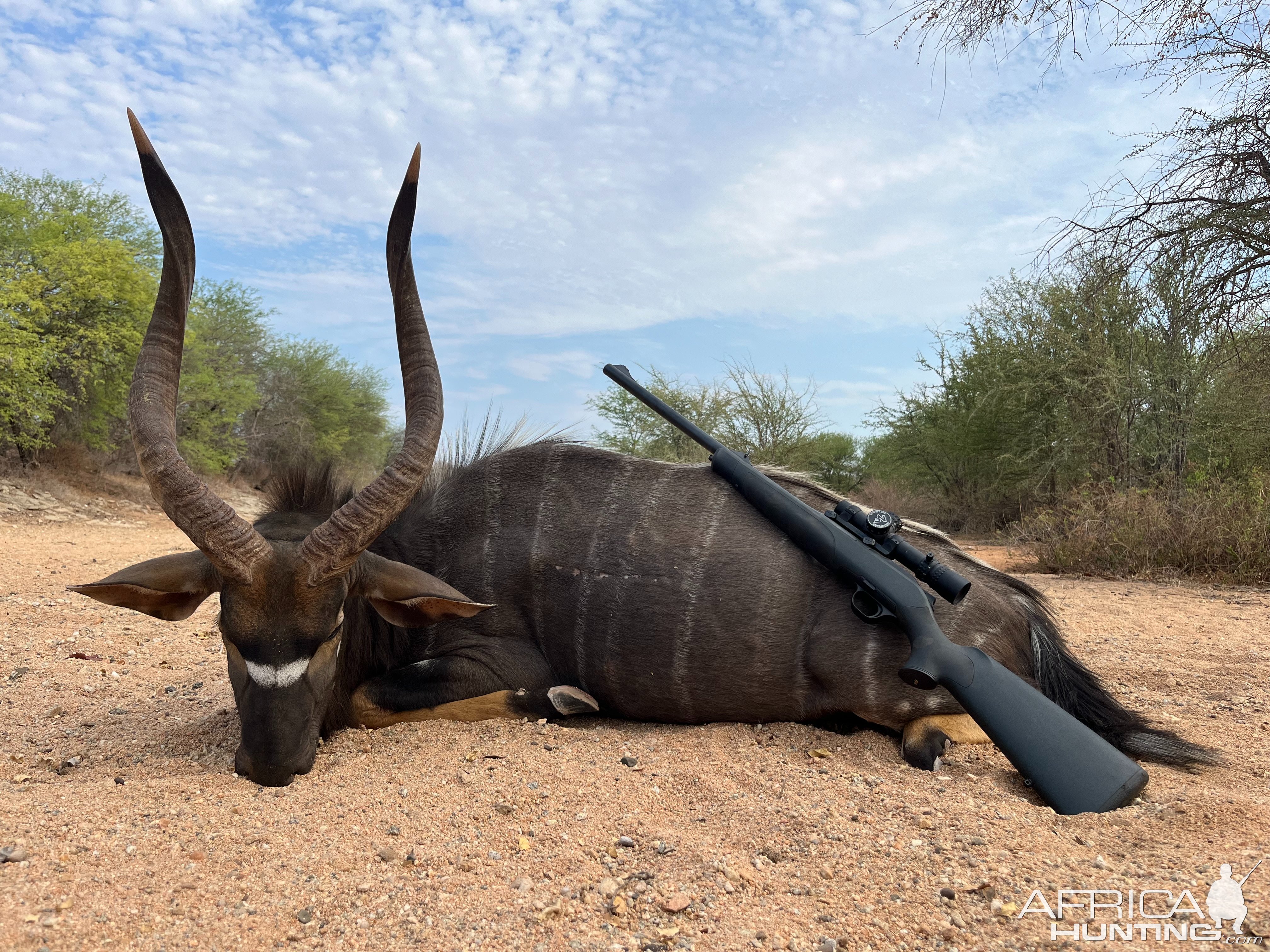 Nyala Hunt South Africa