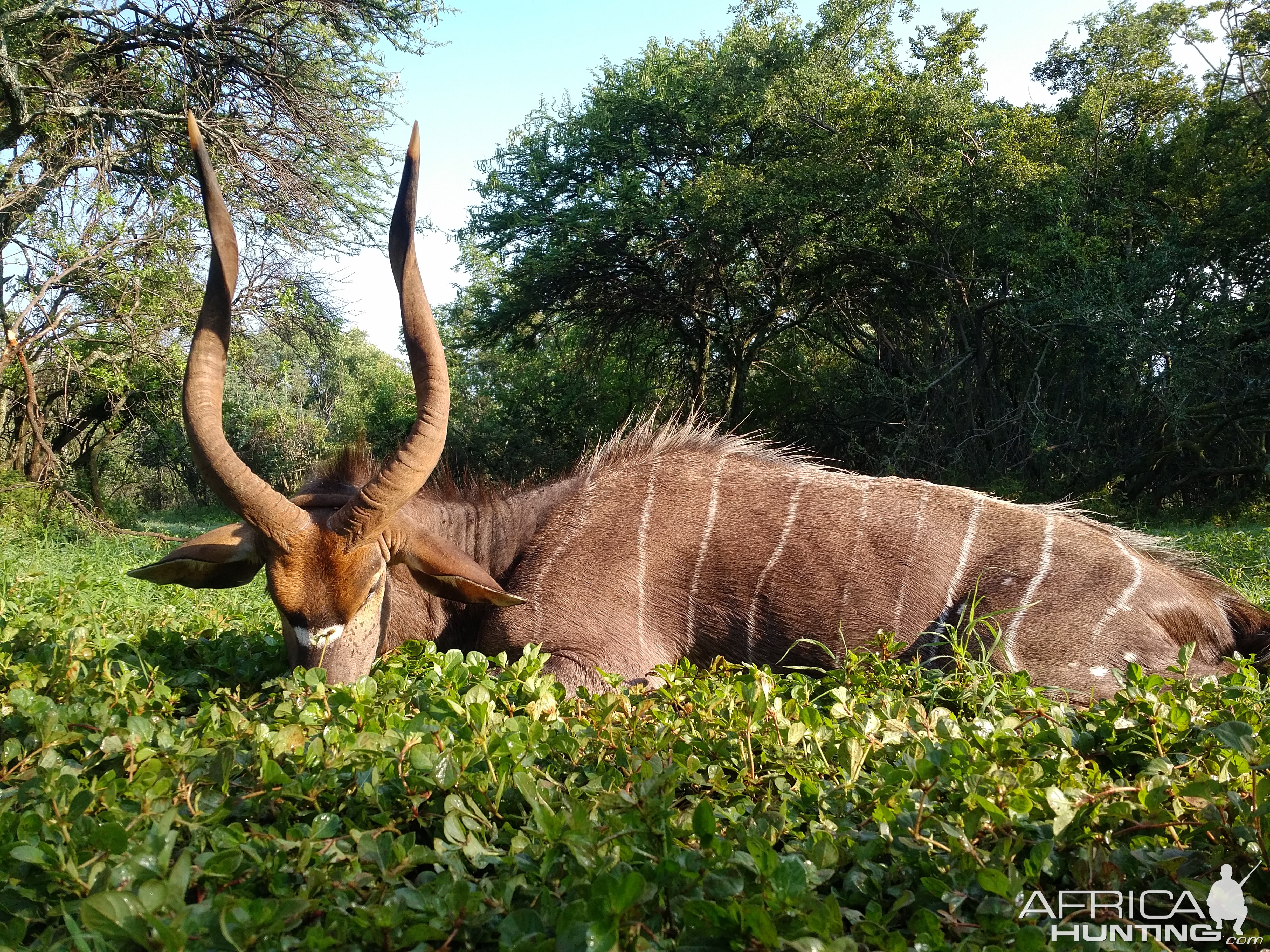 Nyala Hunt South Africa