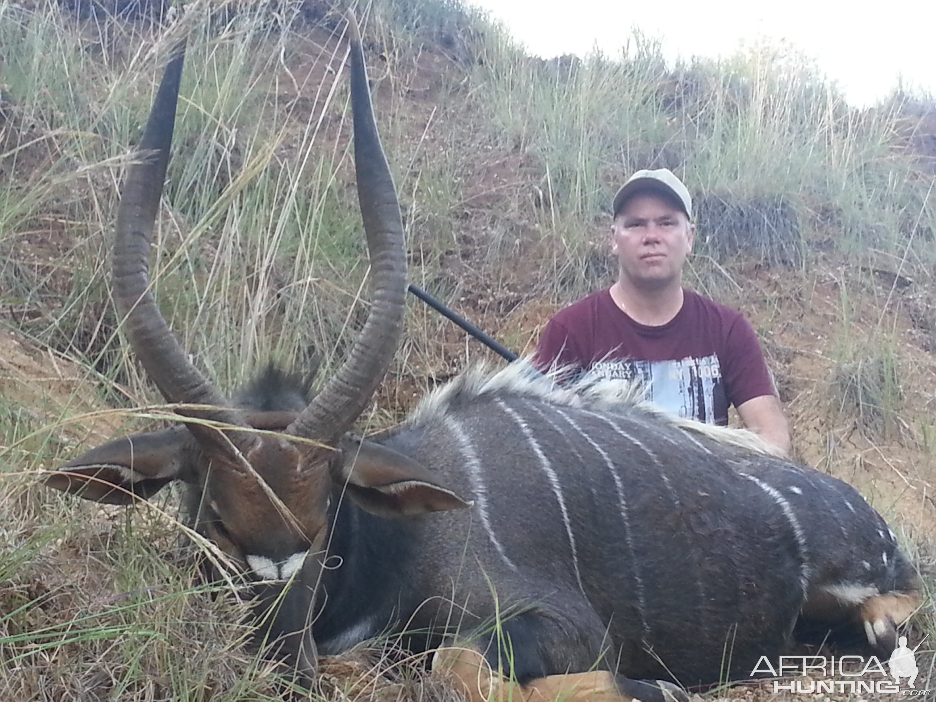 Nyala Hunt South Africa