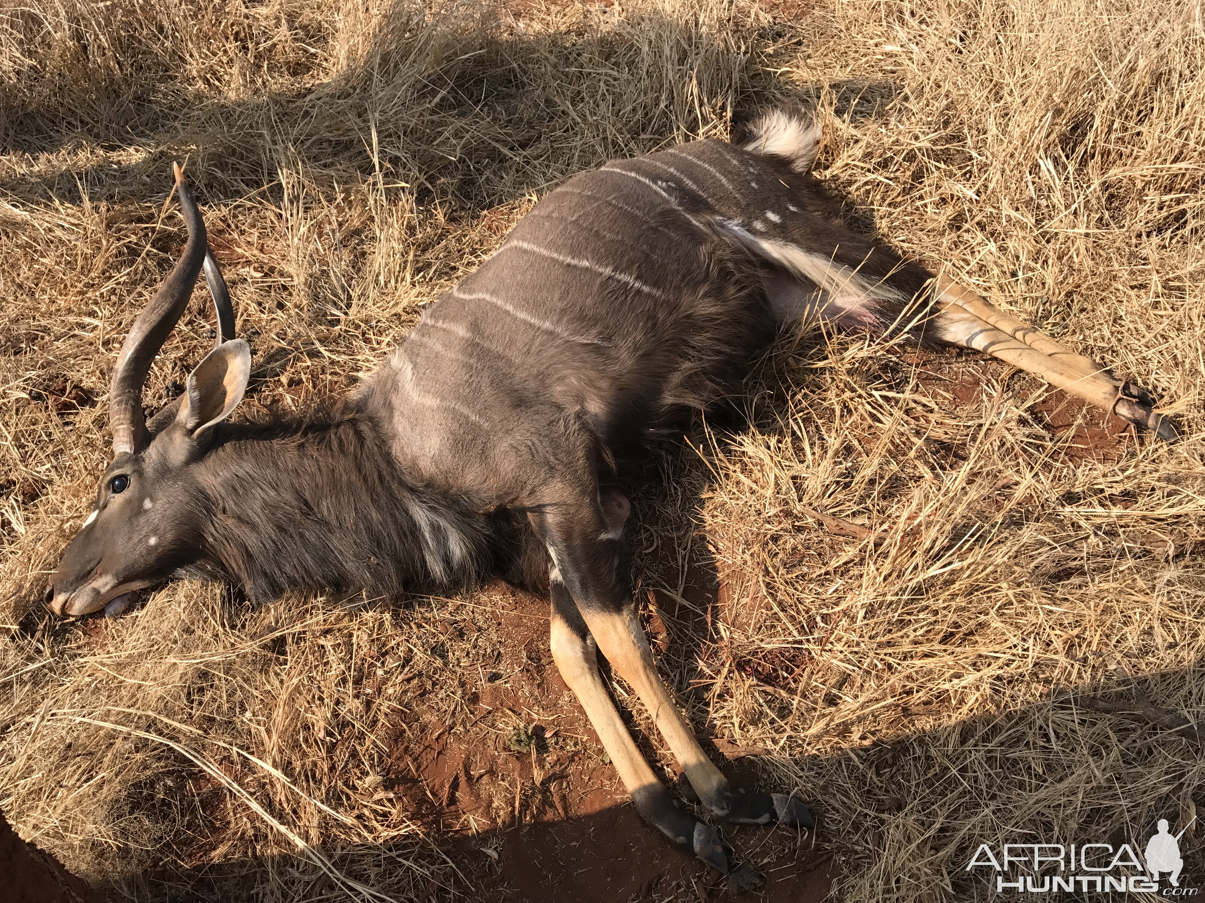 Nyala Hunt South Africa