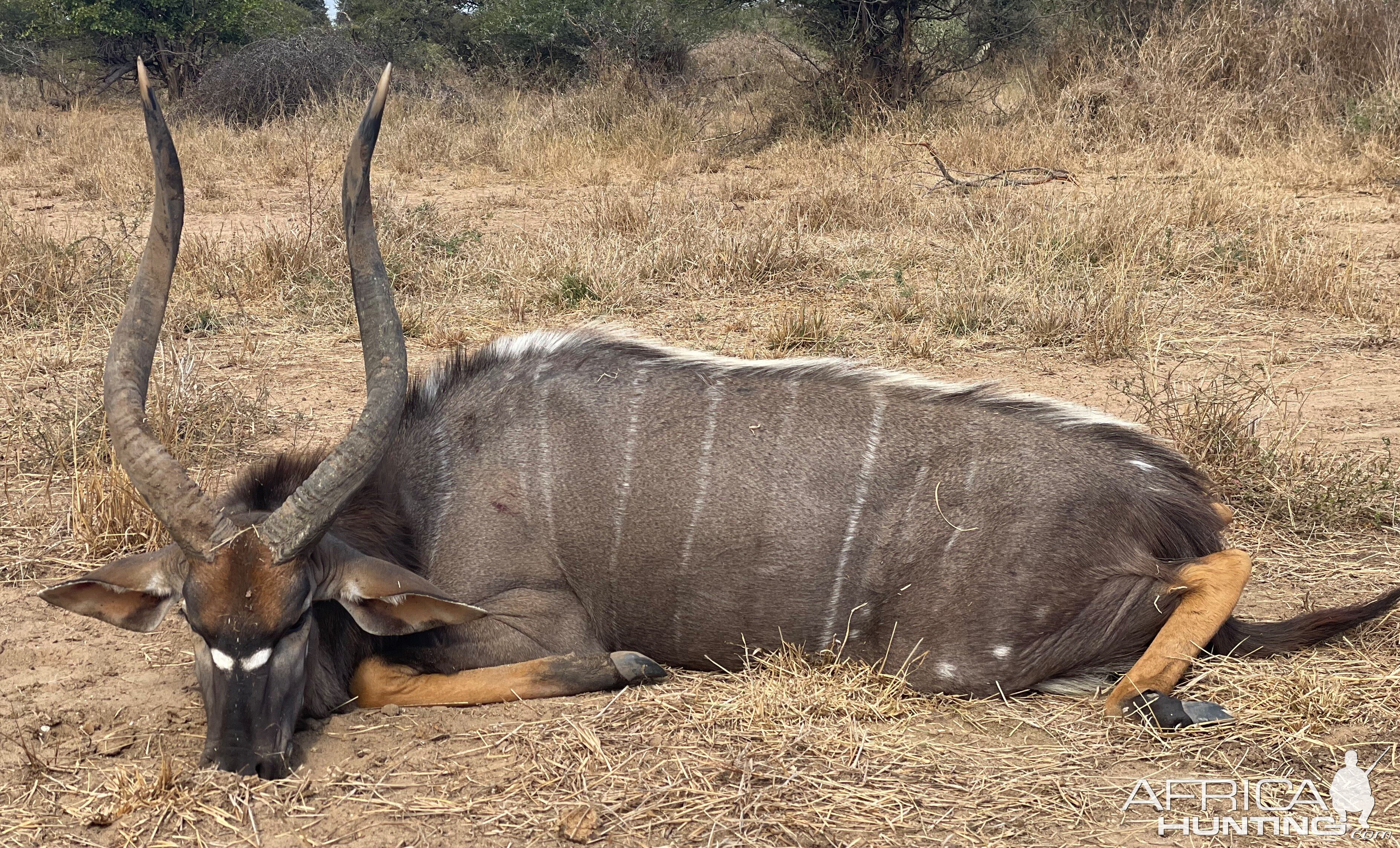 Nyala Hunt Zimbabwe