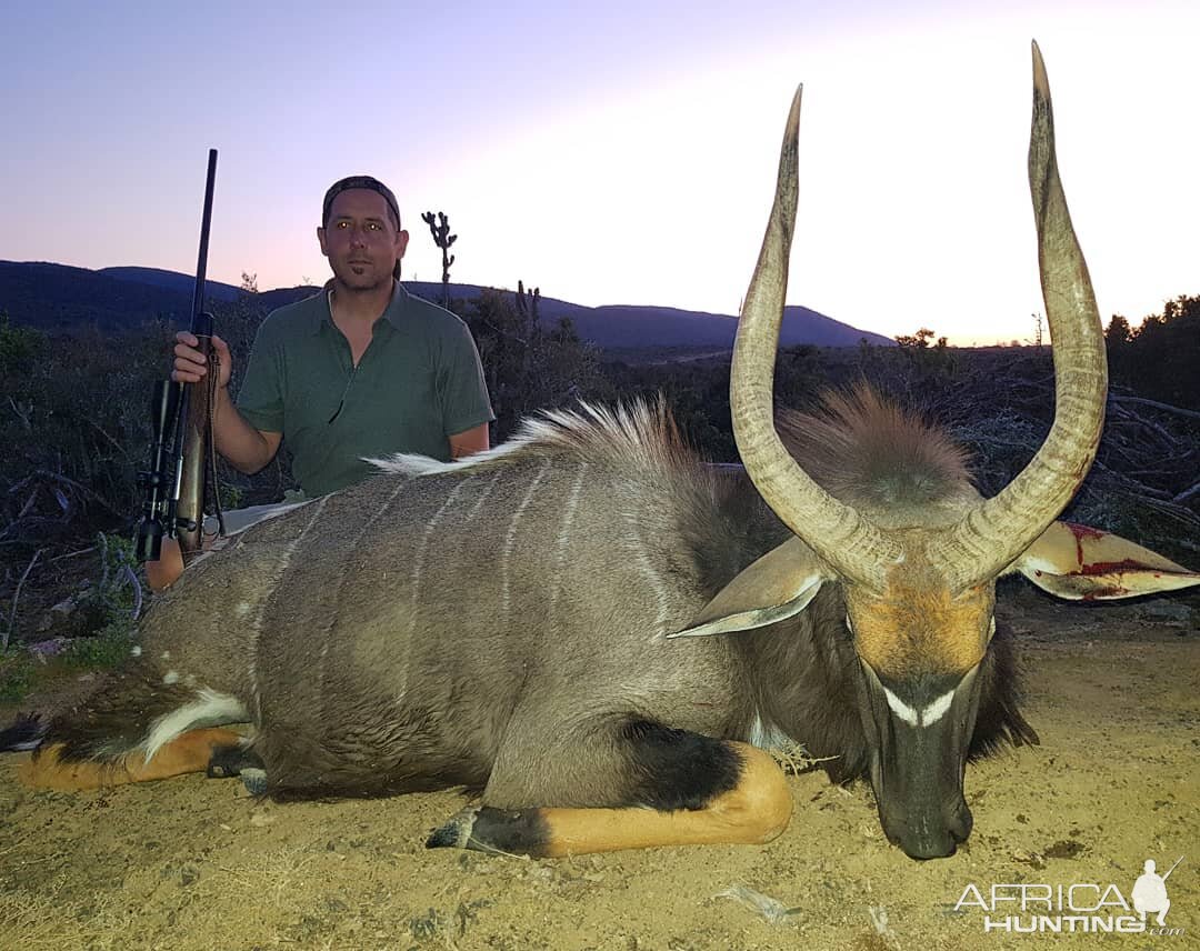 Nyala Hunting in South Africa