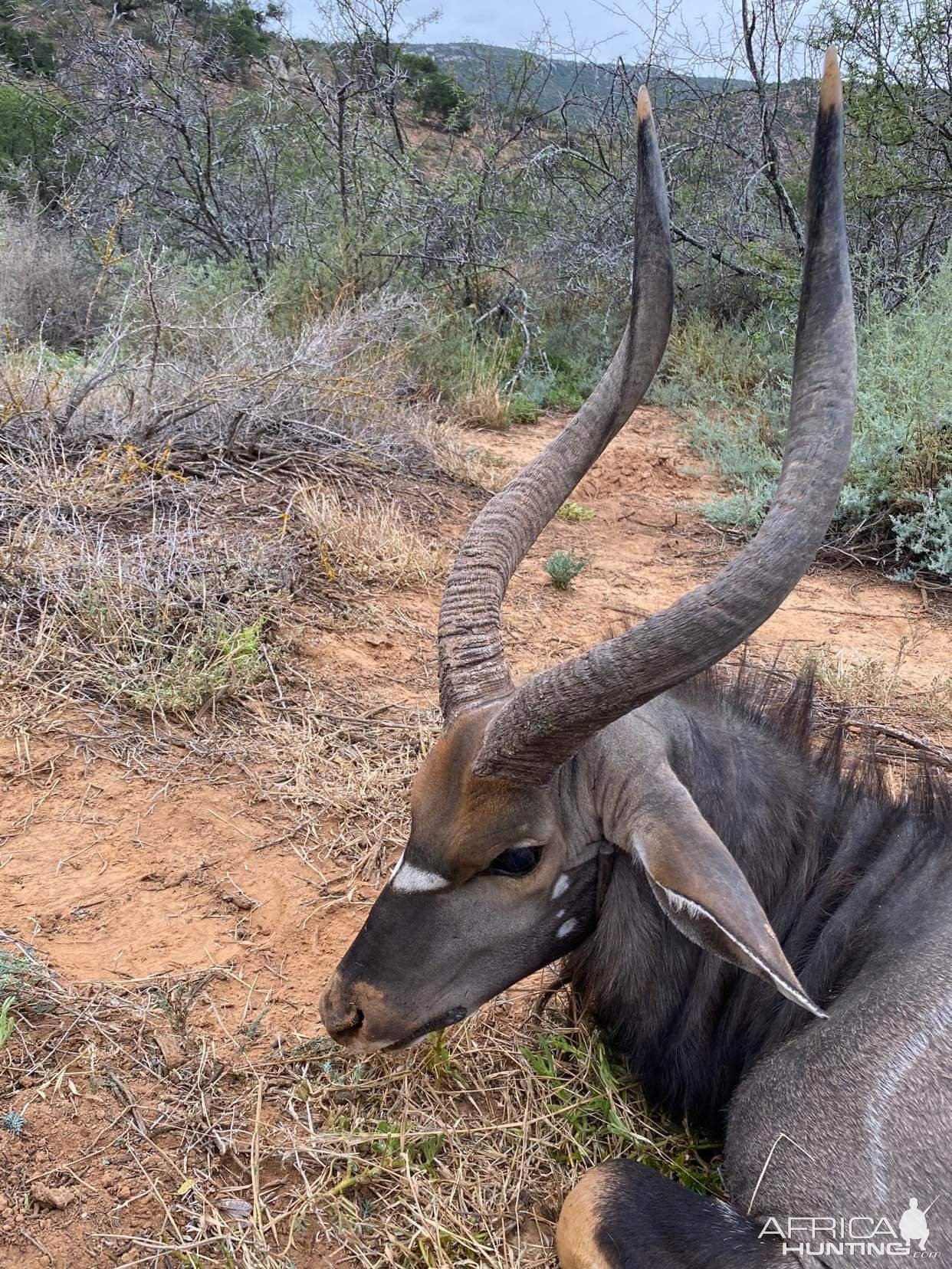 Nyala Hunting Karoo South Affrica