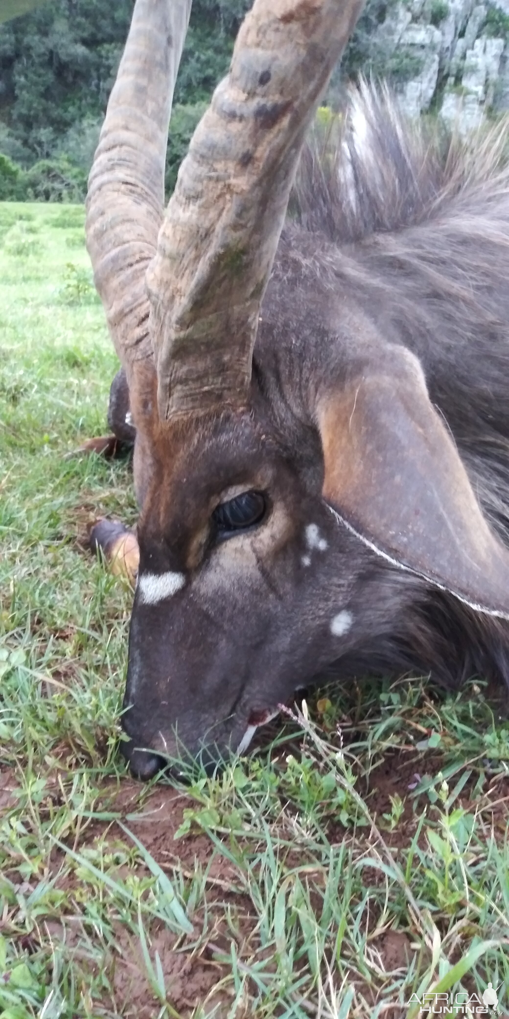 Nyala Hunting South Africa