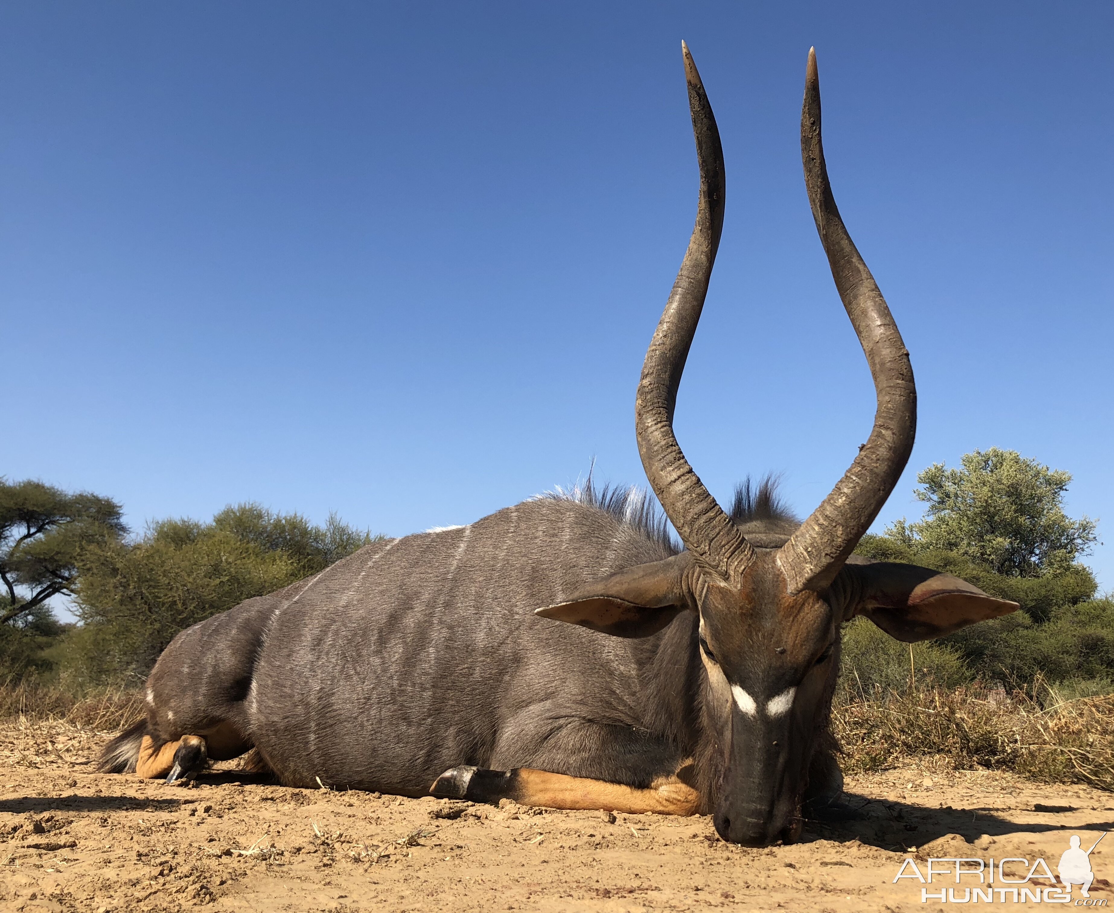 Nyala Hunting South Africa