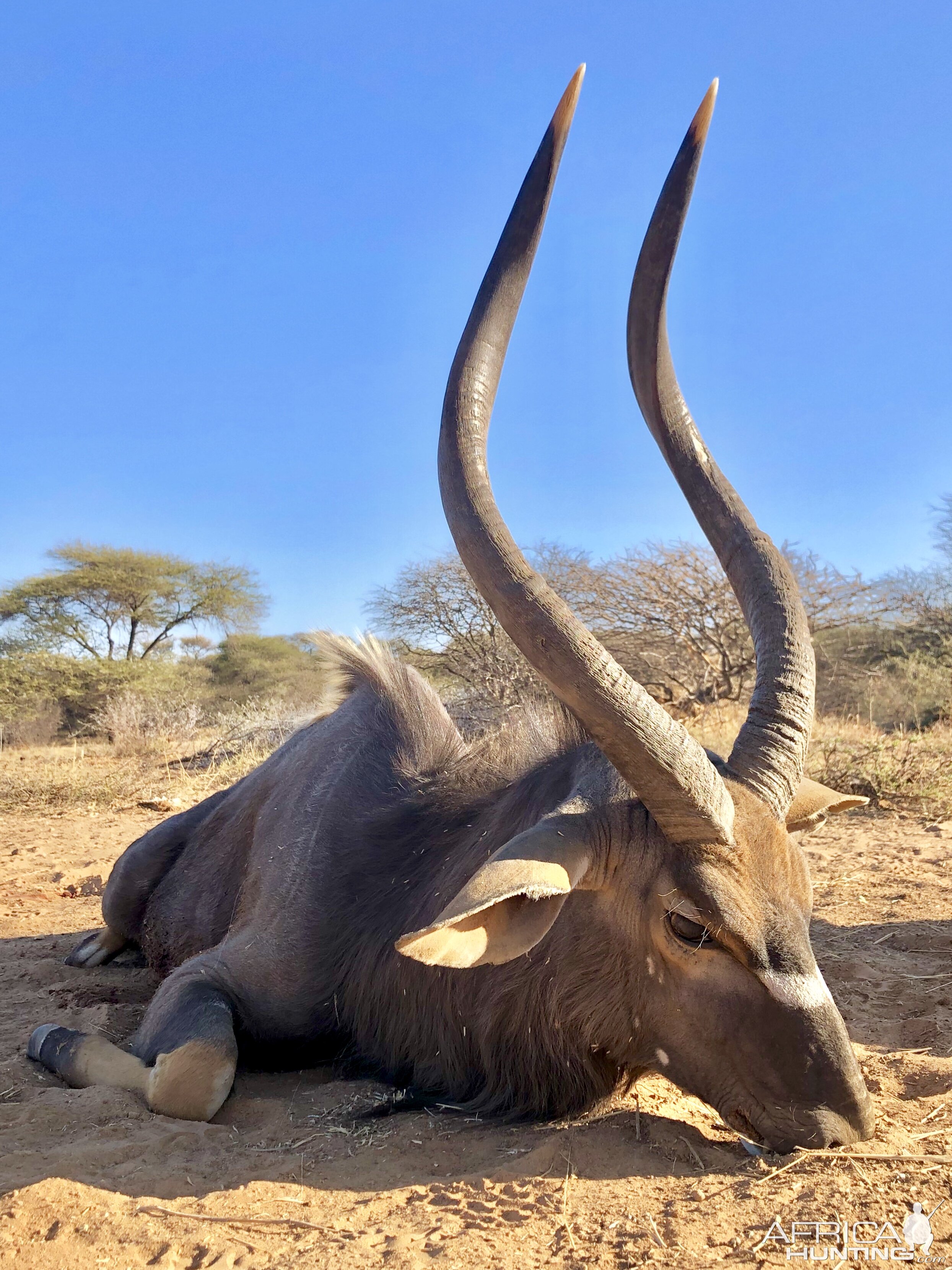 Nyala Hunting South Africa