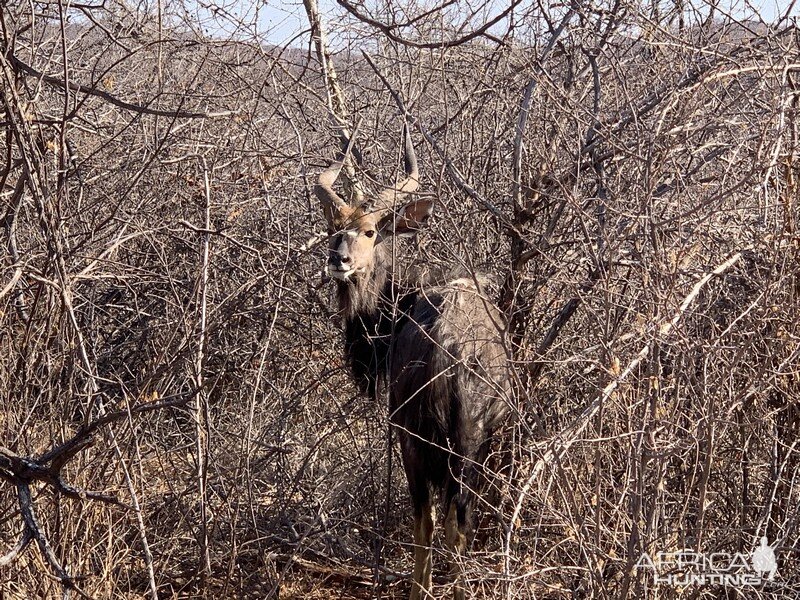 Nyala in Namibia