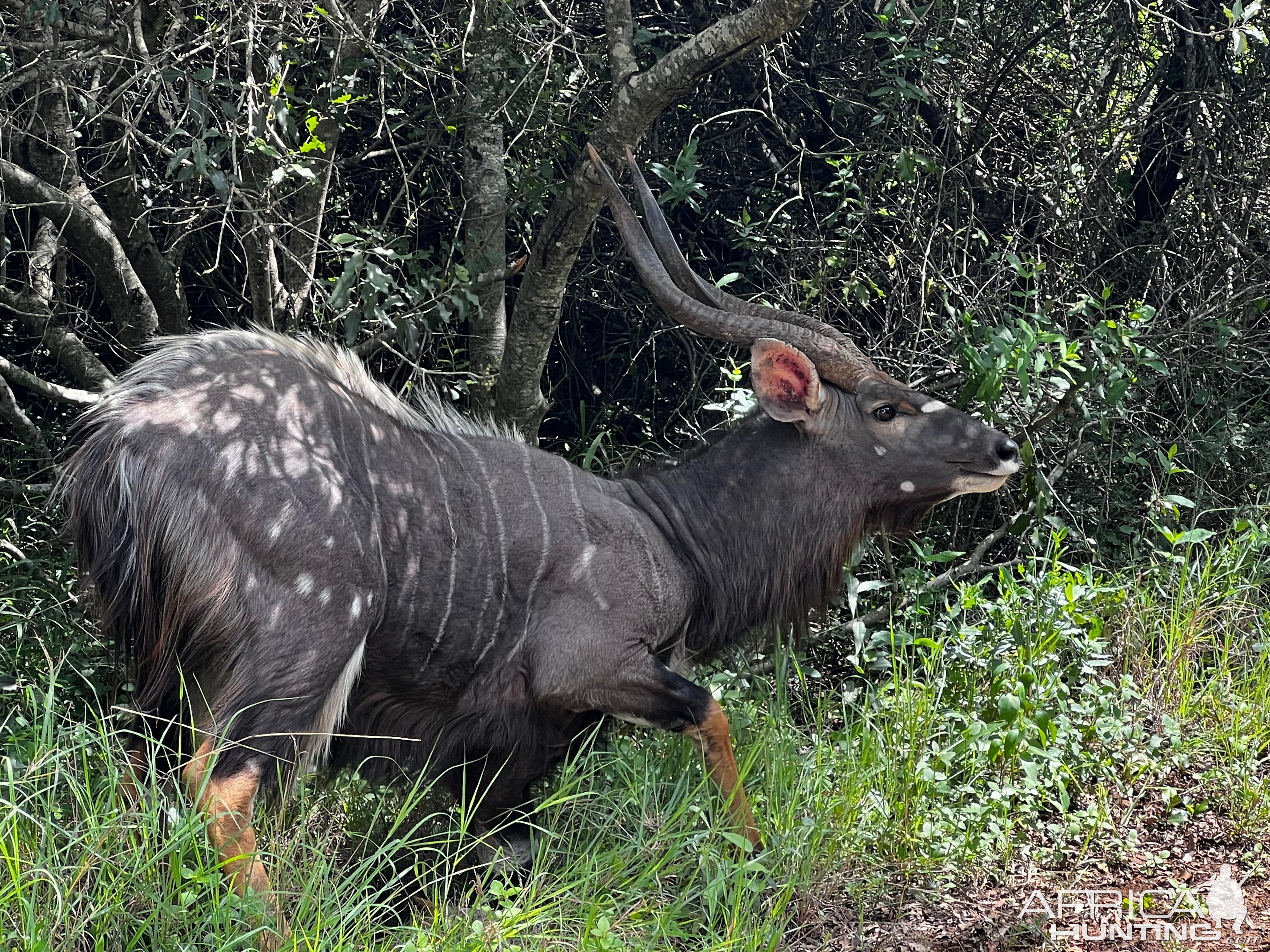 Nyala KwaZulu-Natal South Africa