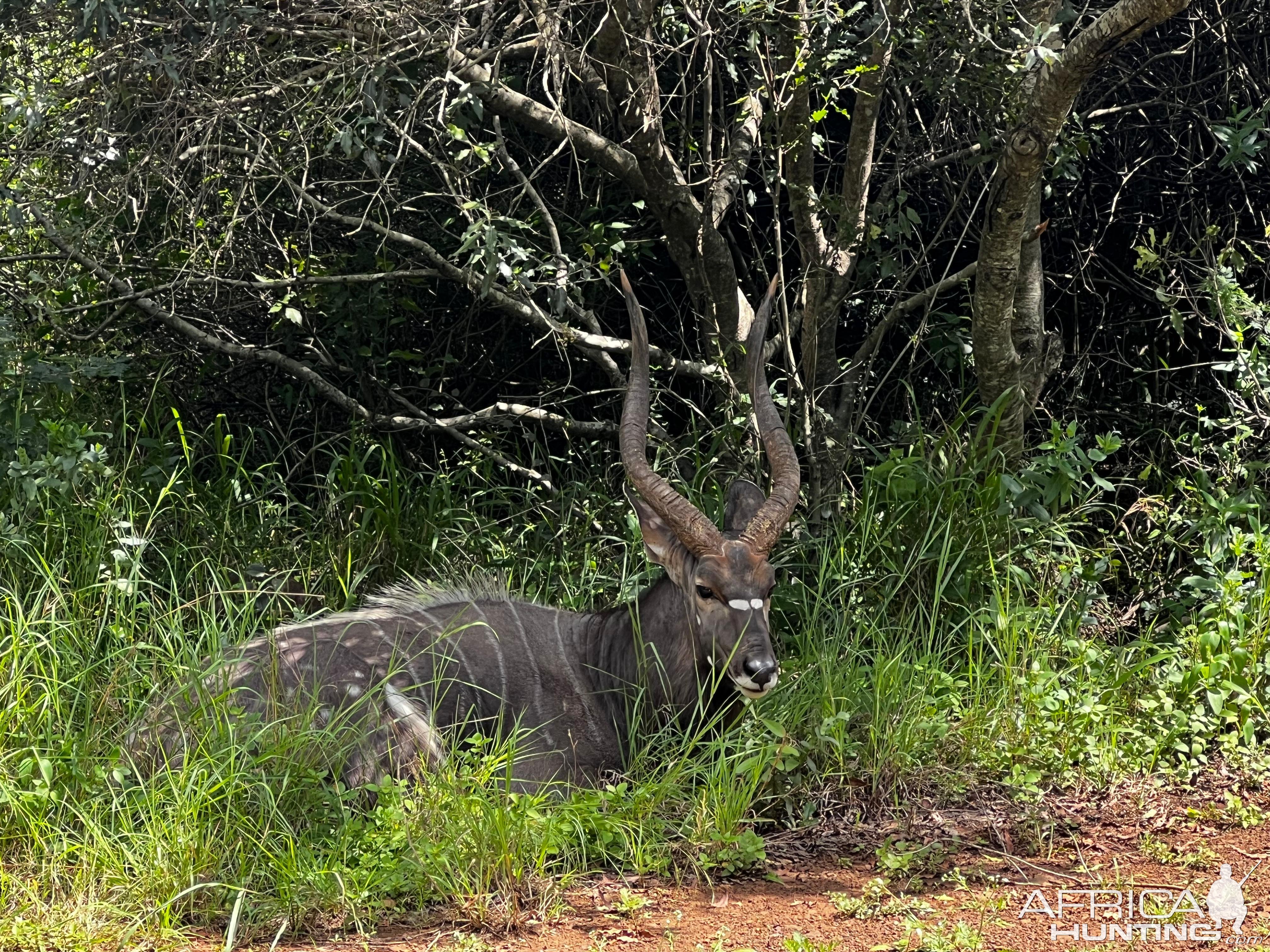 Nyala KwaZulu-Natal South Africa