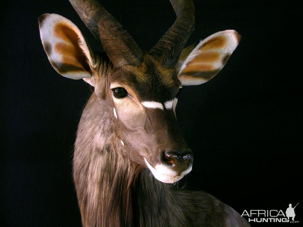 Nyala Ram Shoulder Mount Taxidermy