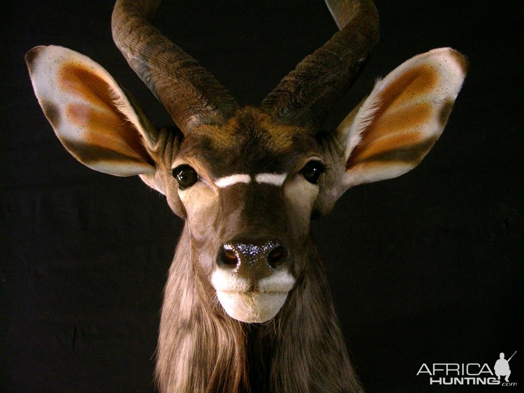 Nyala Ram Shoulder Mount Taxidermy