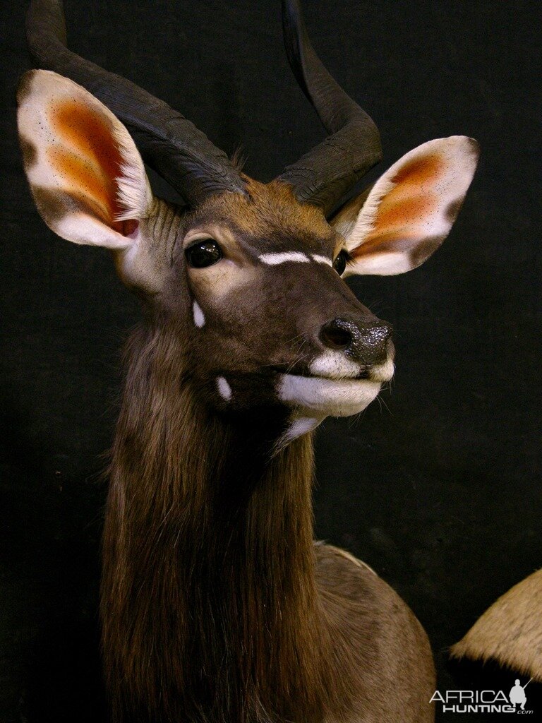 Nyala  Shoulder Mount Taxidermy  Close Up