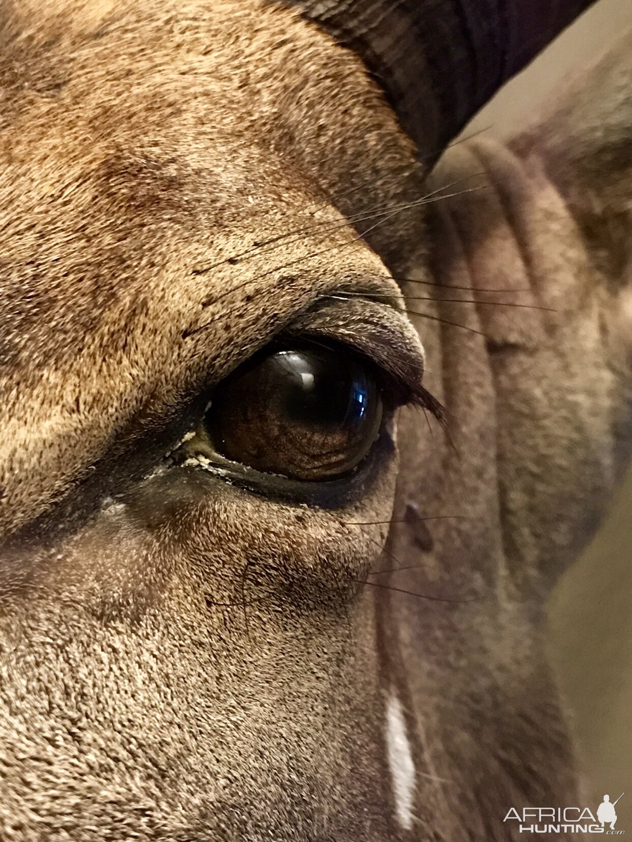 Nyala Shoulder Mount Taxidermy Close Up