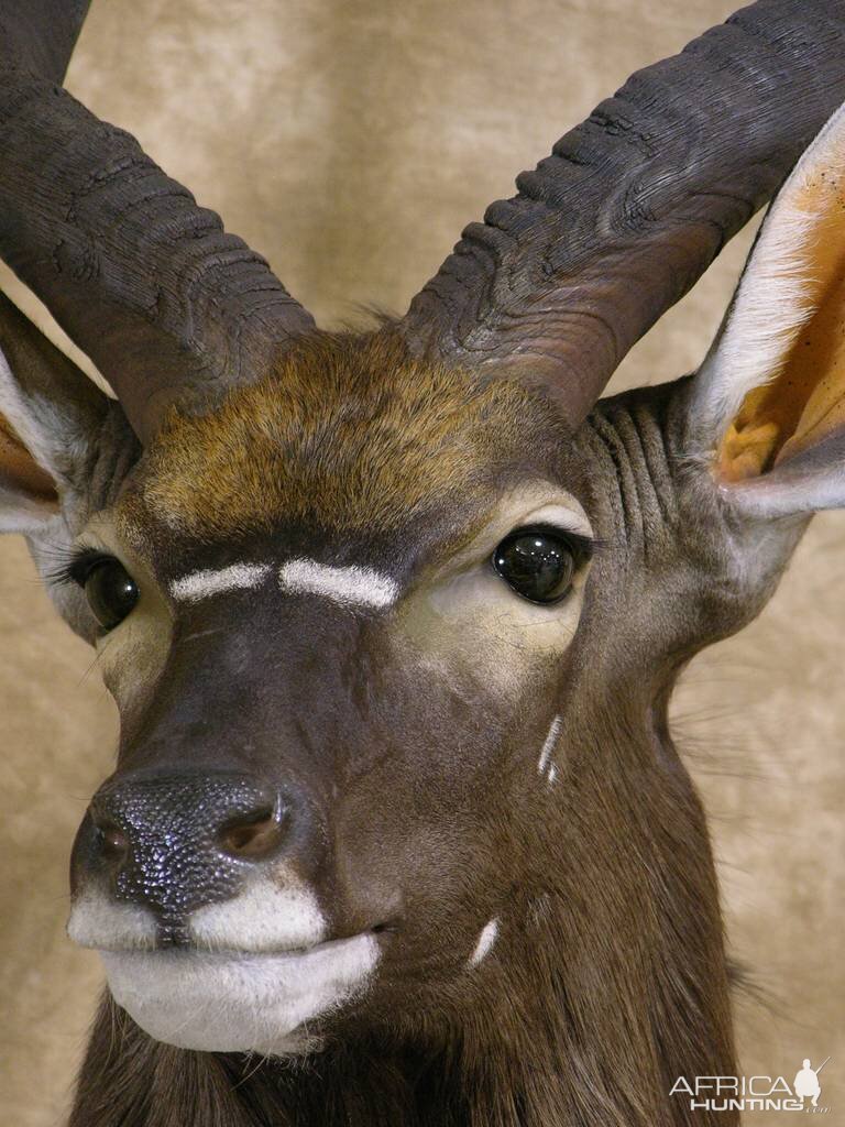 Nyala Shoulder Mount Taxidermy Close Up