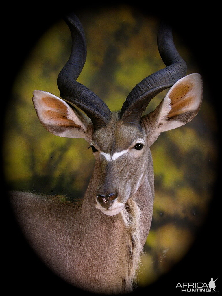 Nyala Shoulder Mount Taxidermy