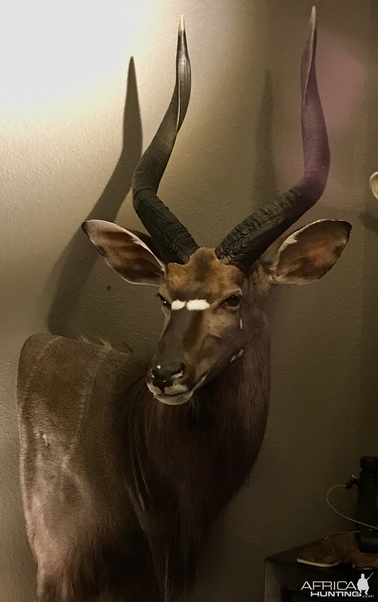 Nyala Shoulder Mount Taxidermy