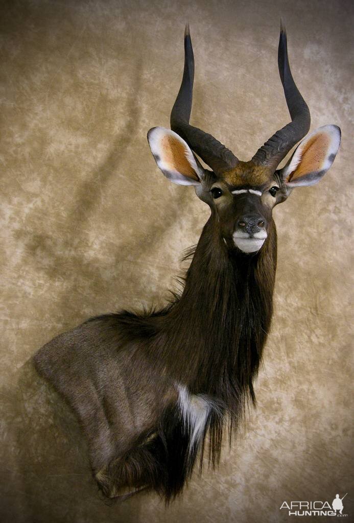 Nyala Shoulder Mount Taxidermy