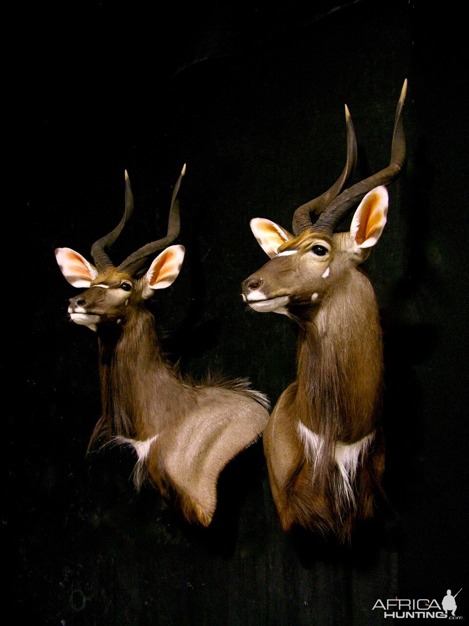 Nyala Shoulder Mount Taxidermy | AfricaHunting.com