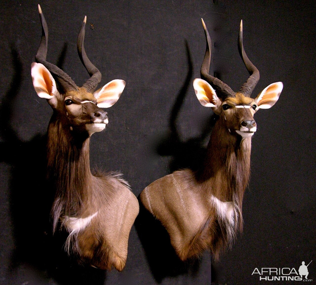 Nyala Shoulder Mount Taxidermy