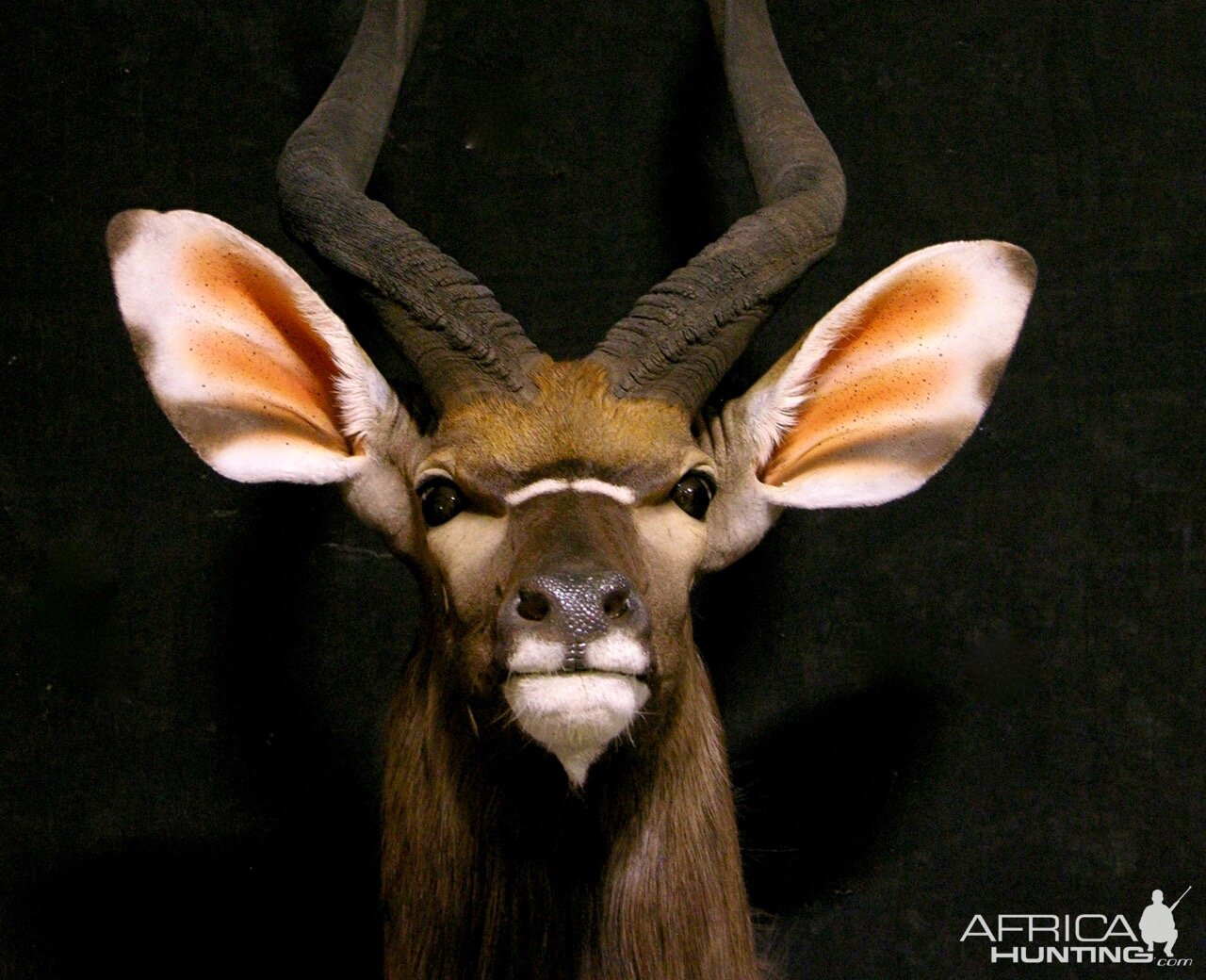 Nyala Shoulder Mount Taxidermy