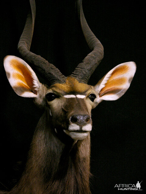 Nyala Shoulder Mount Taxidermy