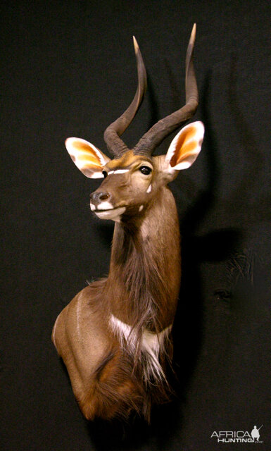 Nyala Shoulder Mount Taxidermy