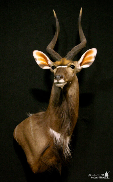 Nyala Shoulder Mount Taxidermy | AfricaHunting.com