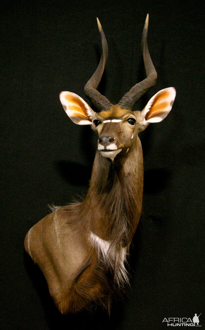 Nyala Shoulder Mount Taxidermy