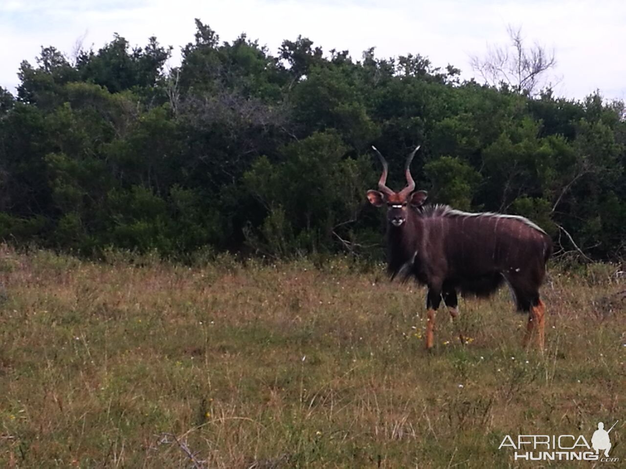 Nyala South Africa