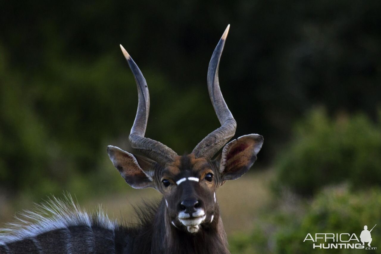 Nyala South Africa