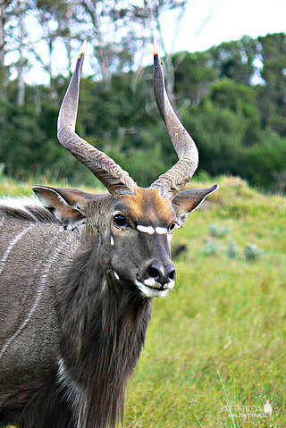 Nyala South Africa