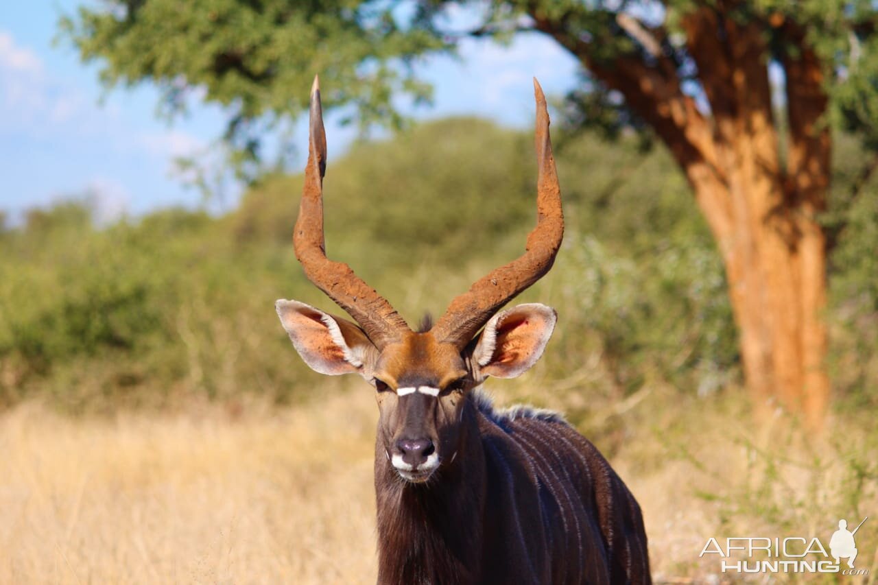 Nyala South Africa