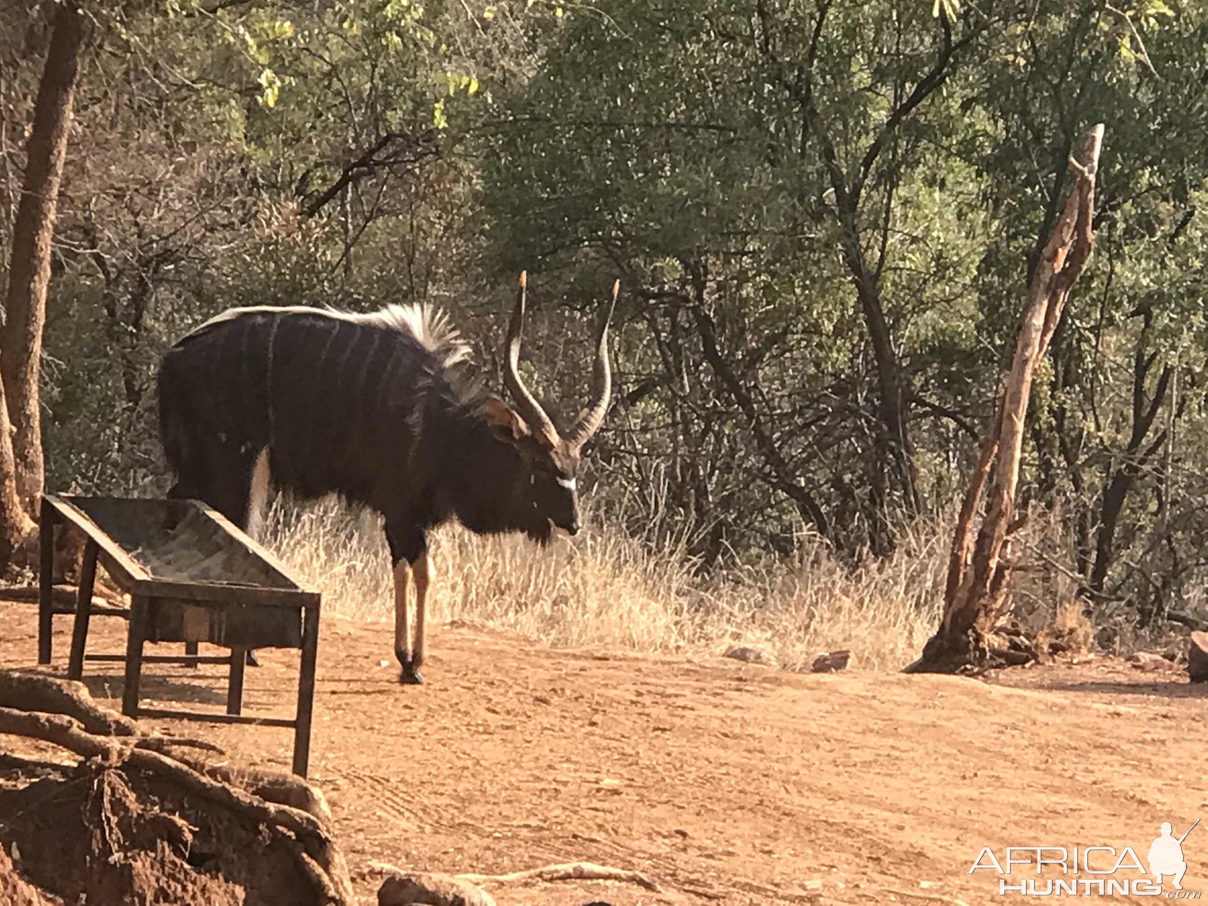 Nyala South Africa