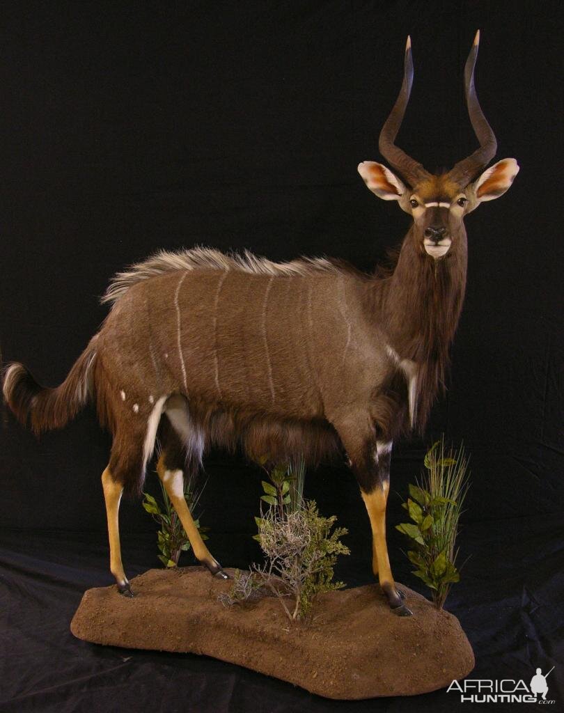 Nyala Taxidermy