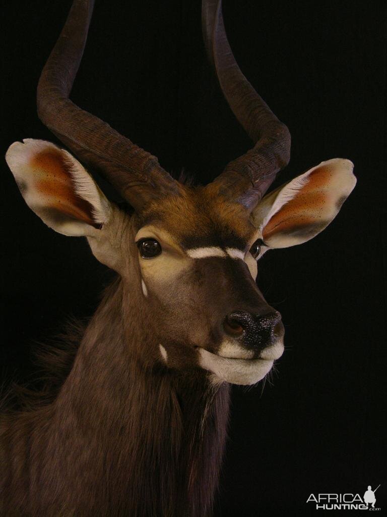 Nyala Taxidermy