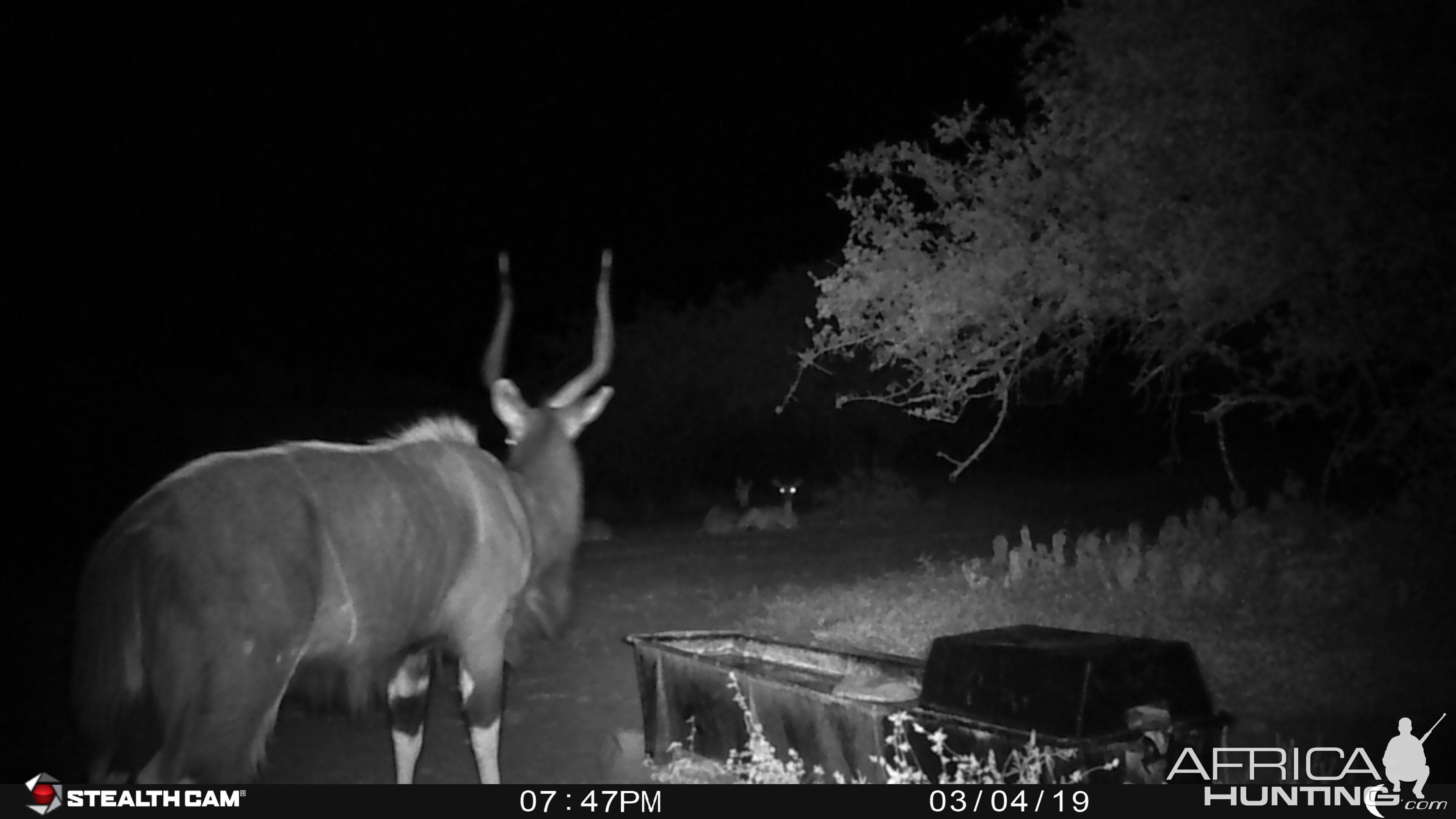 Nyala Trail Cam Pictures South Africa