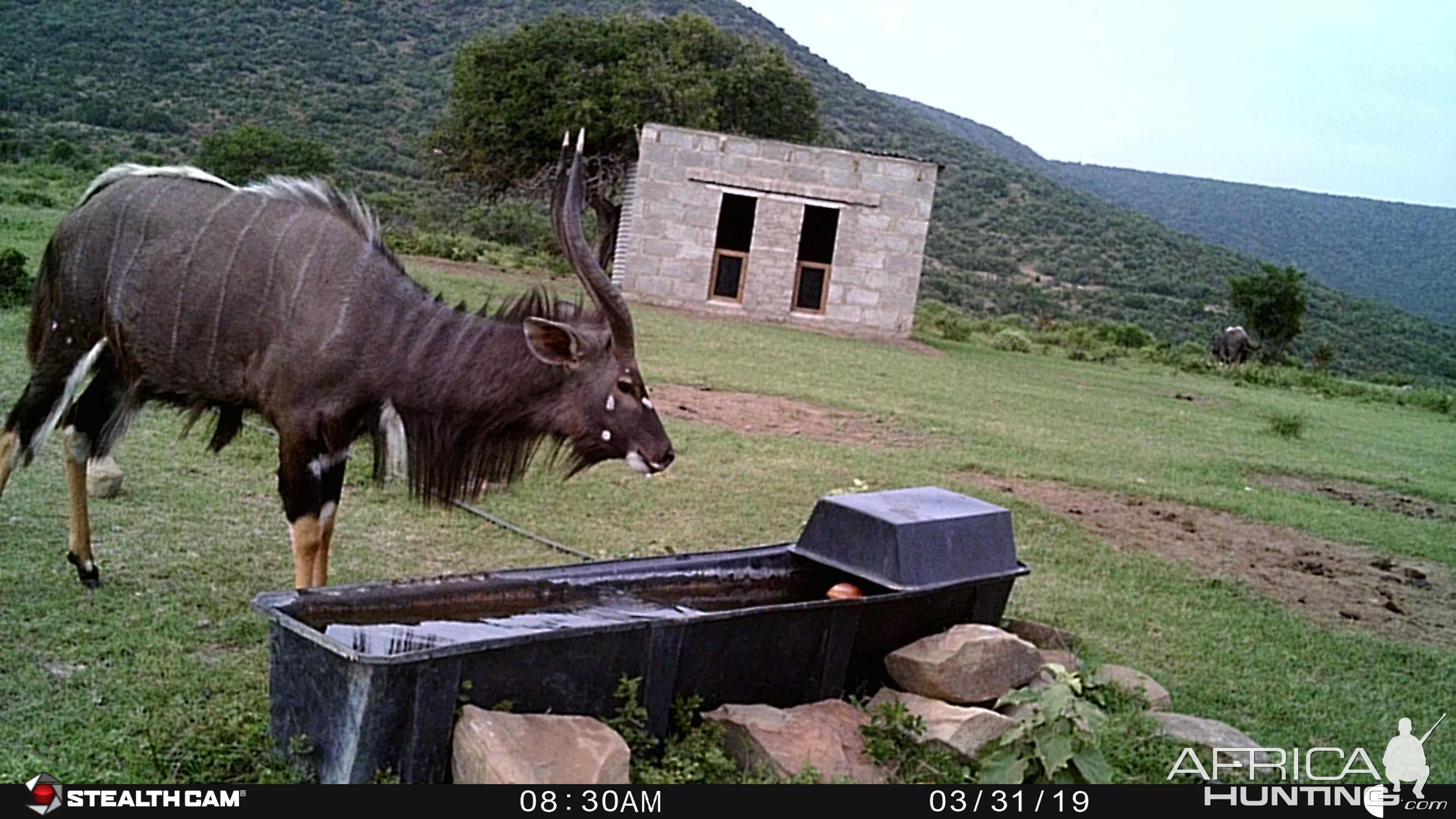 Nyala Trail Cam Pictures South Africa