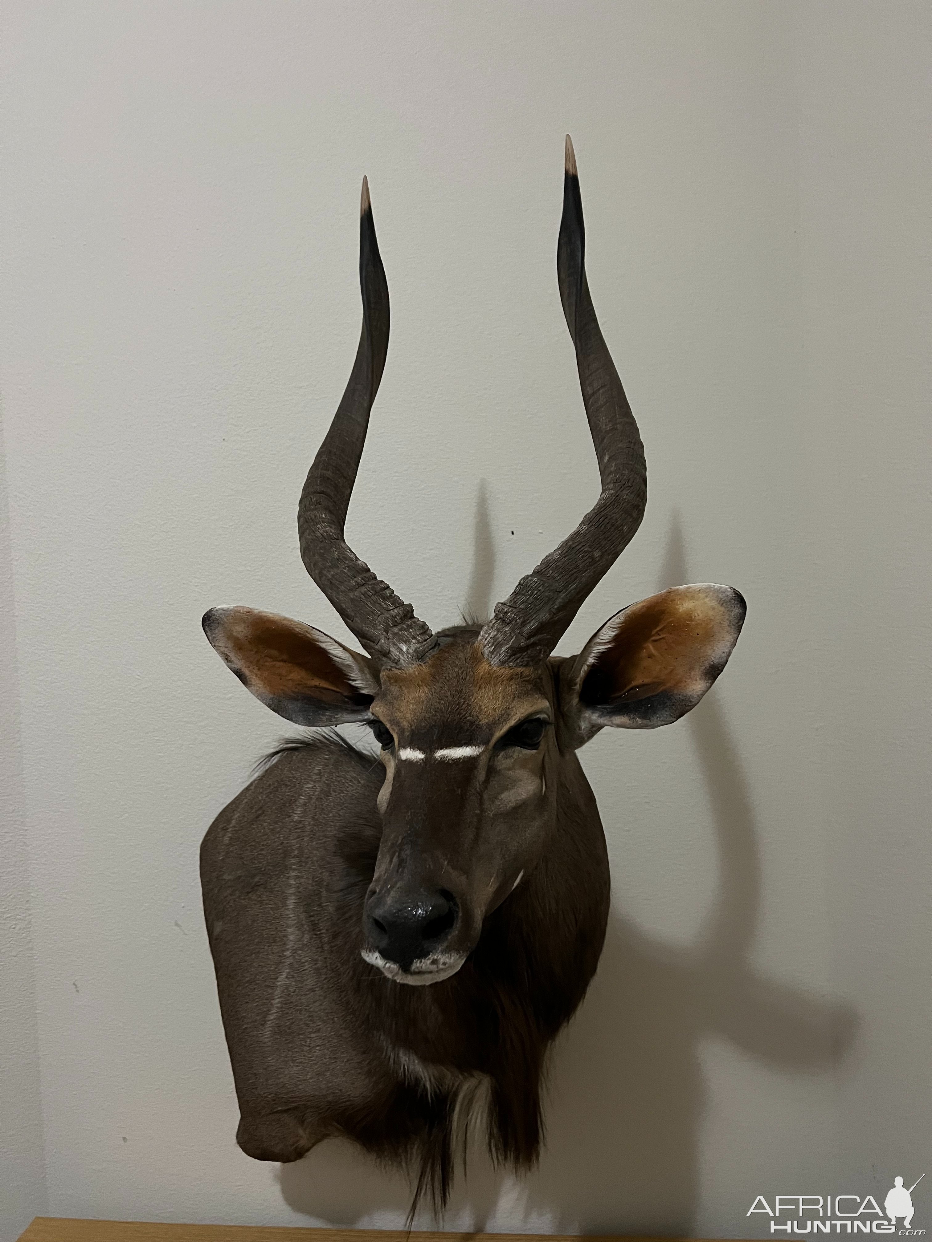 Nyala Wall Pedestal Mount Taxidermy